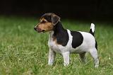 PARSON RUSSEL TERRIER 195